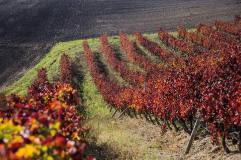 vigne aglianico Mastrodomenico
