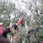 raccolta manuale olive